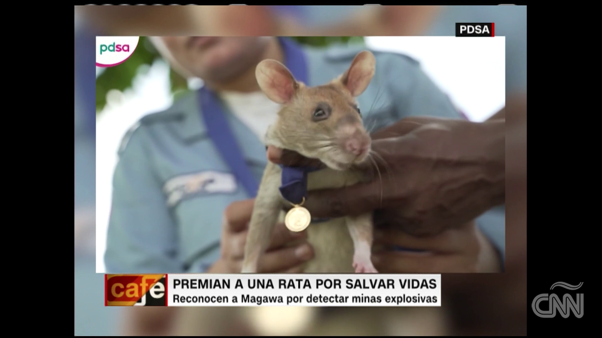 https://www.cnn.com/video/data/3.0/video/spanish/2020/09/25/premian-rata-de-abazones-medalla-oro-salvar-vidas- patricia-ramos-cafe-cnnee.cnn/index.xml