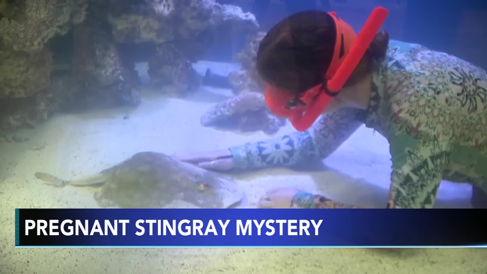 Stingray with no male companion is pregnant in aquarium