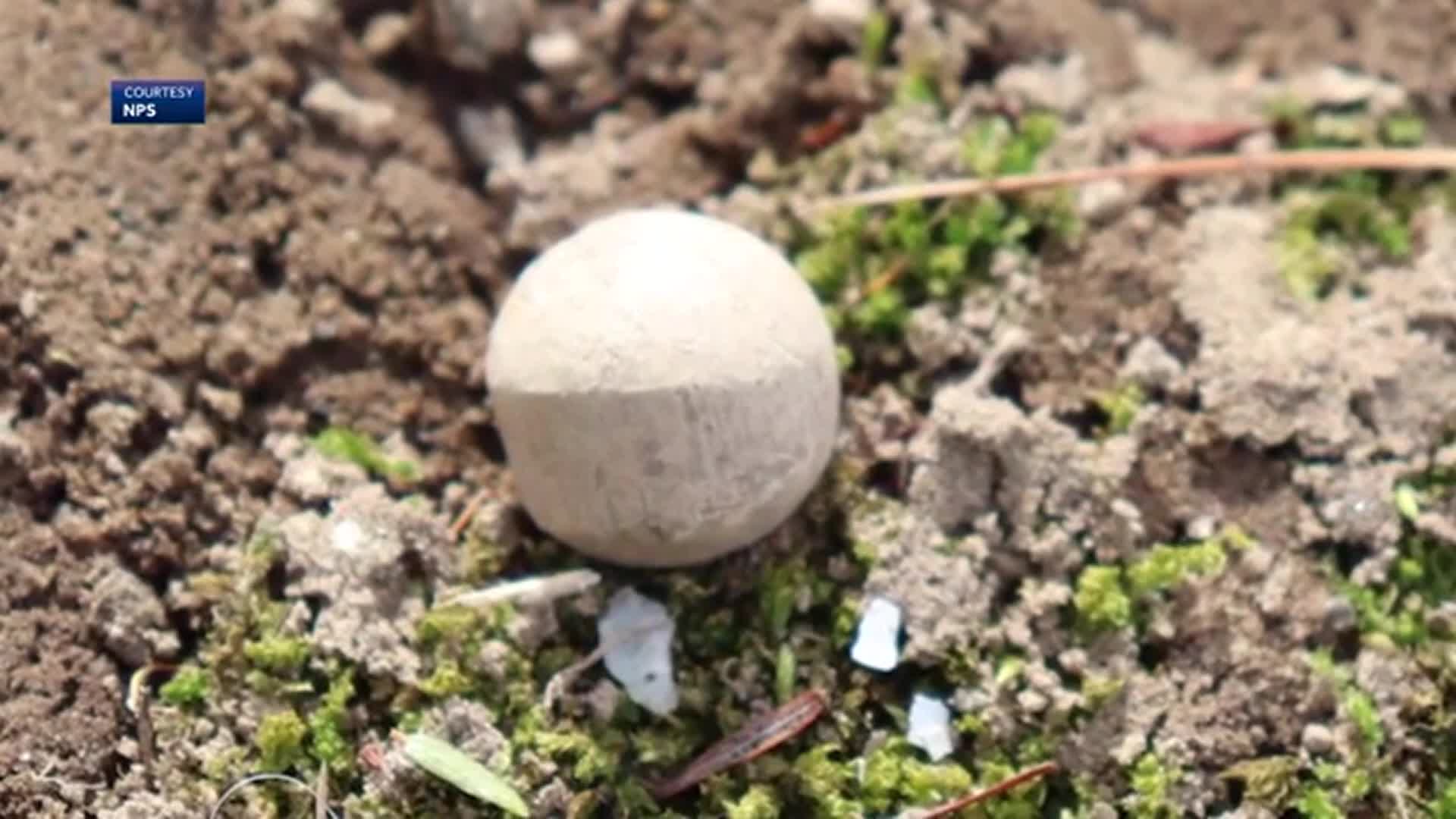 MA: HISTORIC MUSKET BALLS FOUND